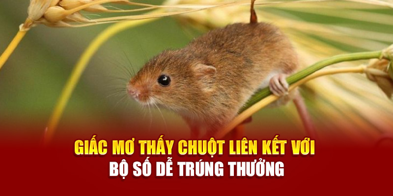 Giấc mơ thấy chuột liên kết với bộ số dễ trúng thưởng