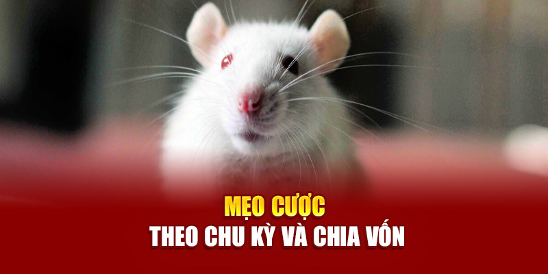 Mẹo cược theo chu kỳ và chia vốn