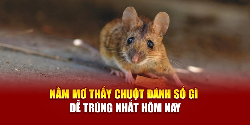nam-mo-thay-chuot-danh-so-gi-de-trung-nhat-hom-nay
